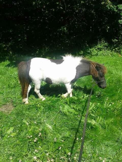 Anden særlig race Søby's Fie billede 18
