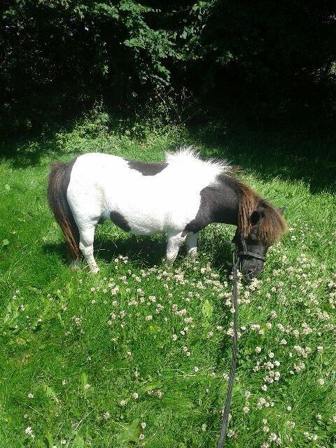 Anden særlig race Søby's Fie billede 20