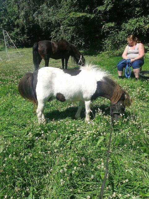 Anden særlig race Søby's Fie billede 21