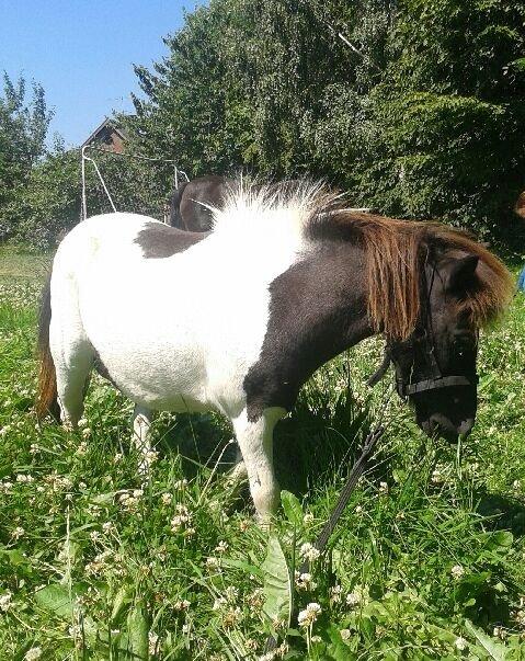 Anden særlig race Søby's Fie billede 19