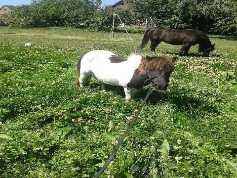Anden særlig race Søby's Fie billede 22