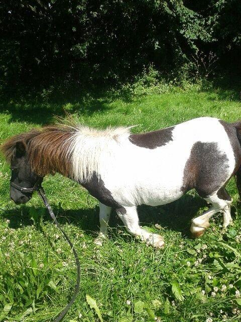 Anden særlig race Søby's Fie billede 23