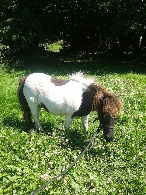 Anden særlig race Søby's Fie billede 24