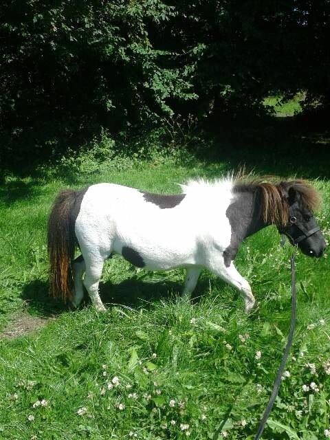 Anden særlig race Søby's Fie billede 25