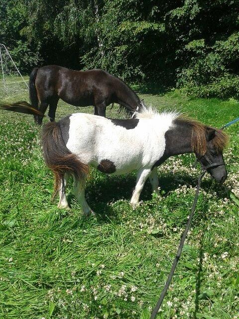 Anden særlig race Søby's Fie billede 26