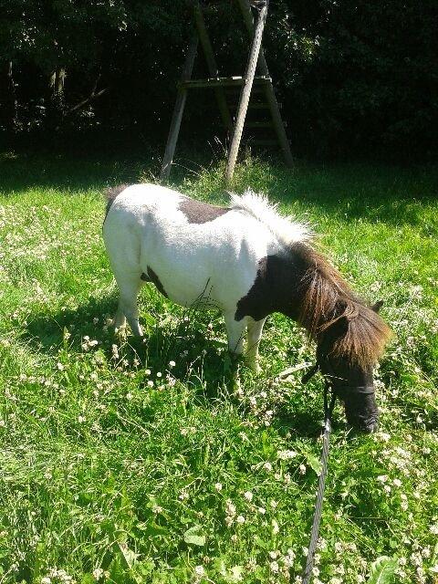 Anden særlig race Søby's Fie billede 27