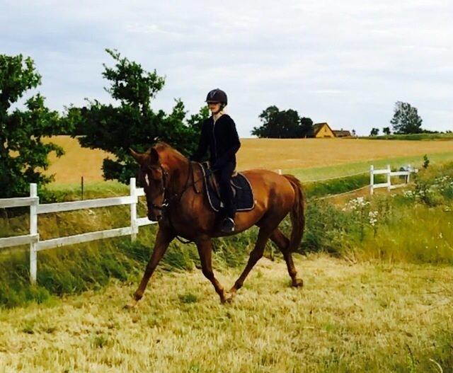 Anden særlig race Nikita billede 15