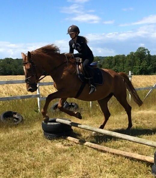 Anden særlig race Nikita billede 17