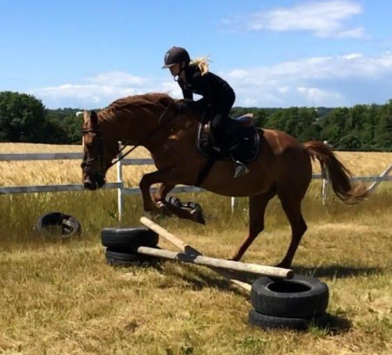 Anden særlig race Nikita billede 18