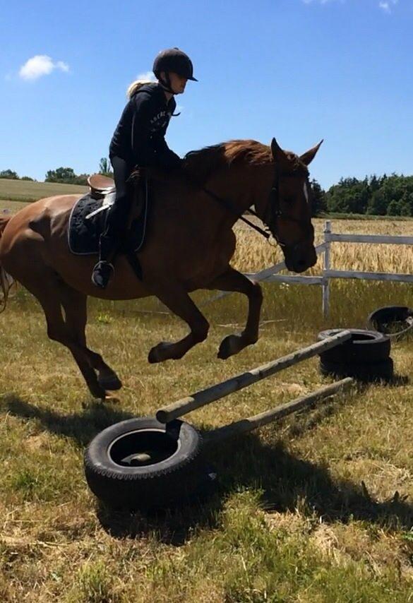 Anden særlig race Nikita billede 19