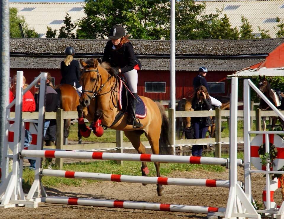 Anden særlig race Lady billede 5