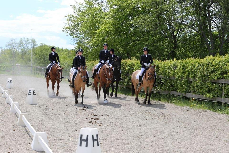 Anden særlig race Lady - Distrikt mestre i Kvadrille 2014 billede 11