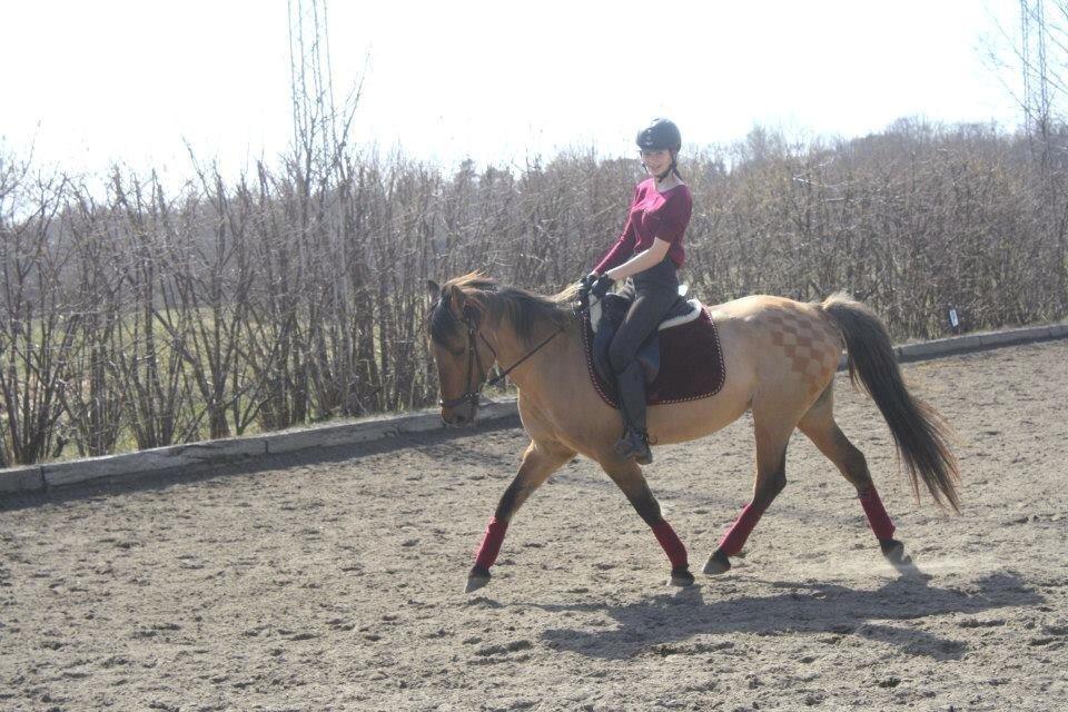 Anden særlig race Lady - Dressur med Caro <3 billede 6