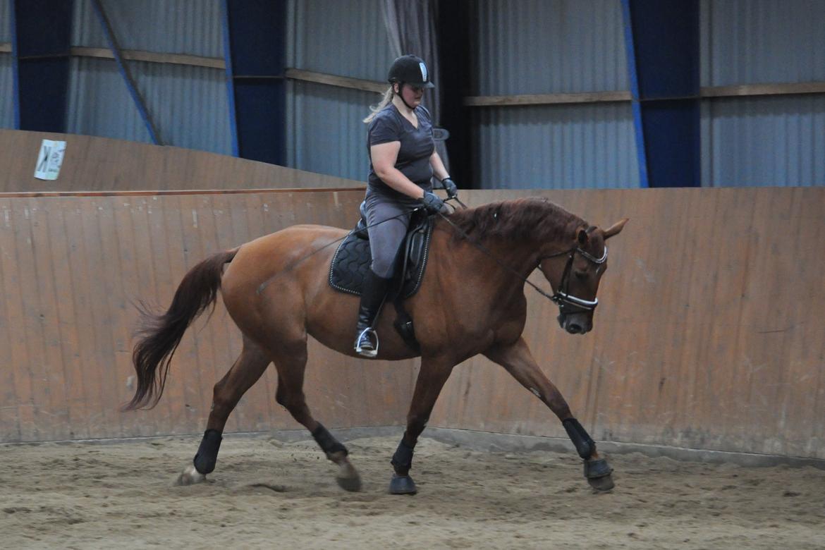Dansk Varmblod Faith - Genoptræning efter 3 måneders skadespause med fibersprængning - 3. juli 2014. billede 11
