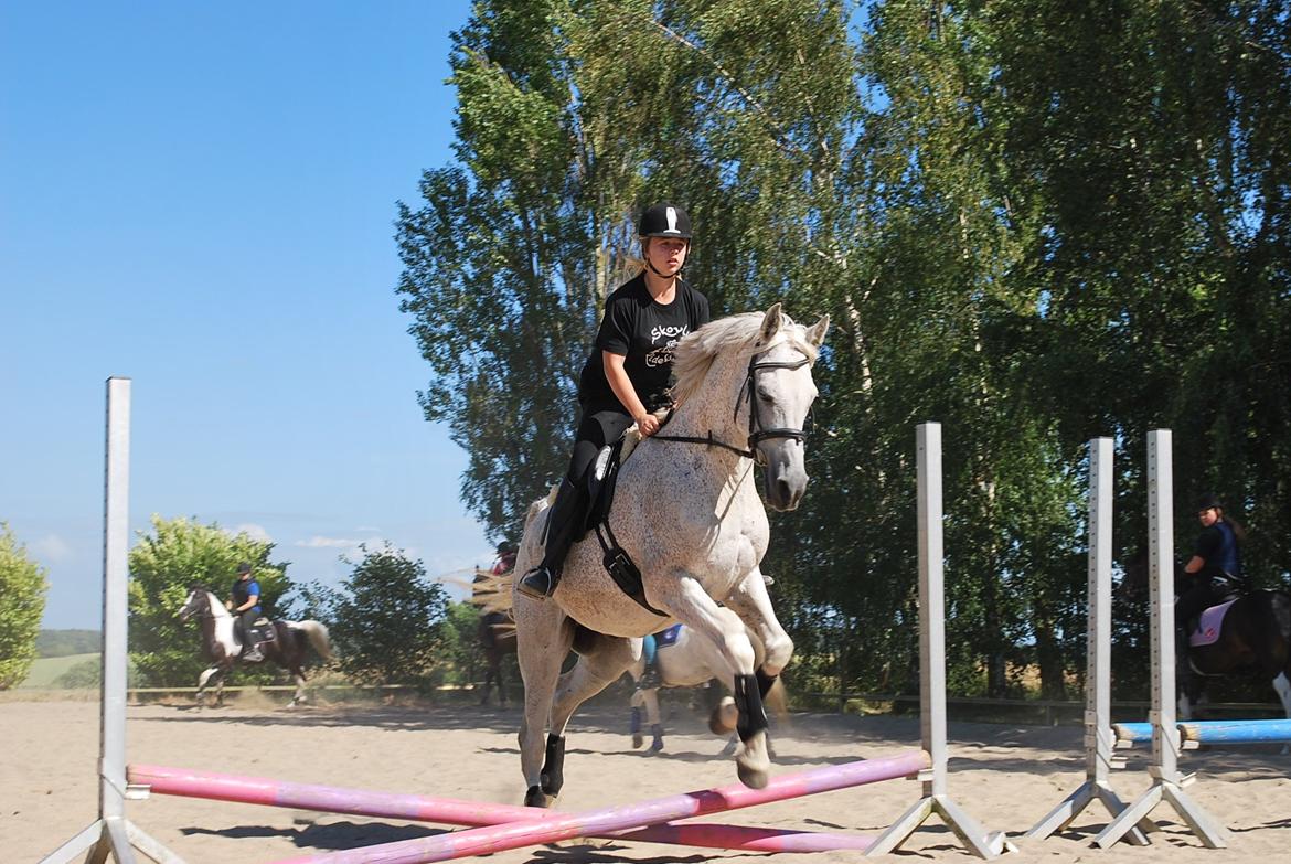 Anden særlig race Maki Sherif - ridelejer 2014 billede 30