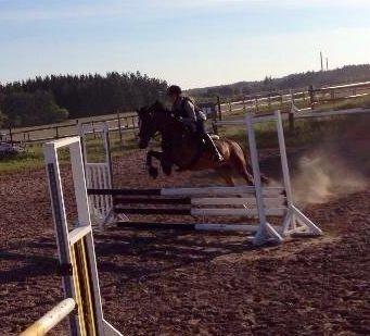 New Forest Miss Malou - <3 <3 <3  billede 3