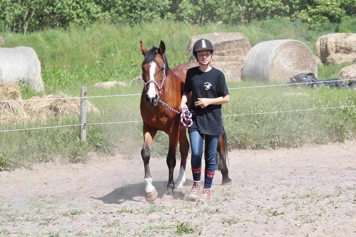 New Forest Miss Malou - Farligt agility .. billede 4