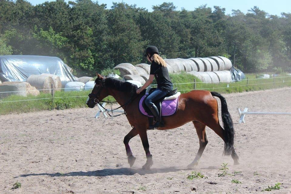 New Forest Miss Malou - <3 <3 <3  billede 5