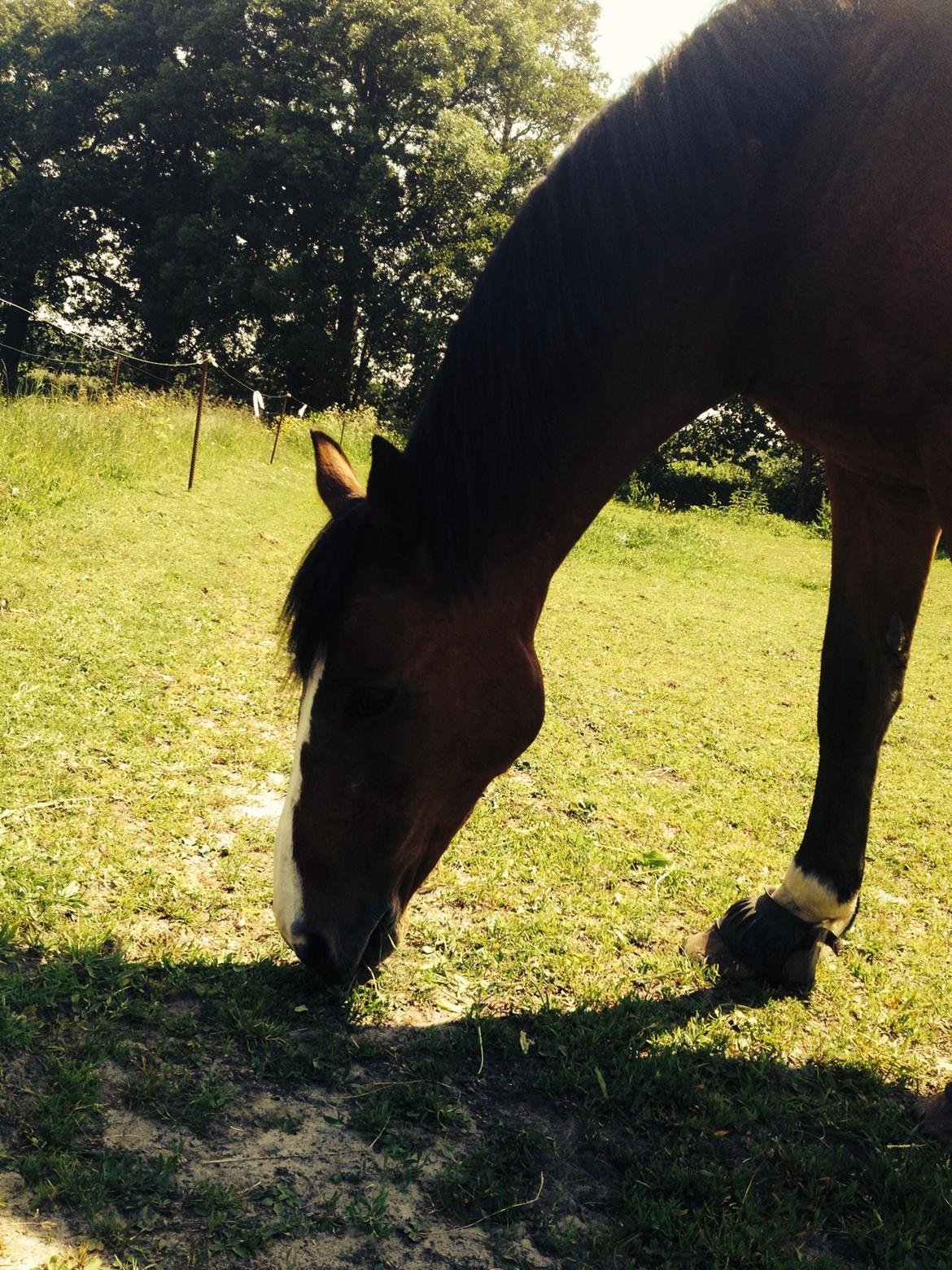 New Forest Miss Malou - ... sprødt billede 7