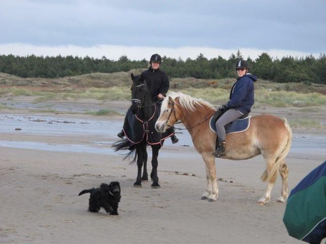 Haflinger Nicoline billede 1