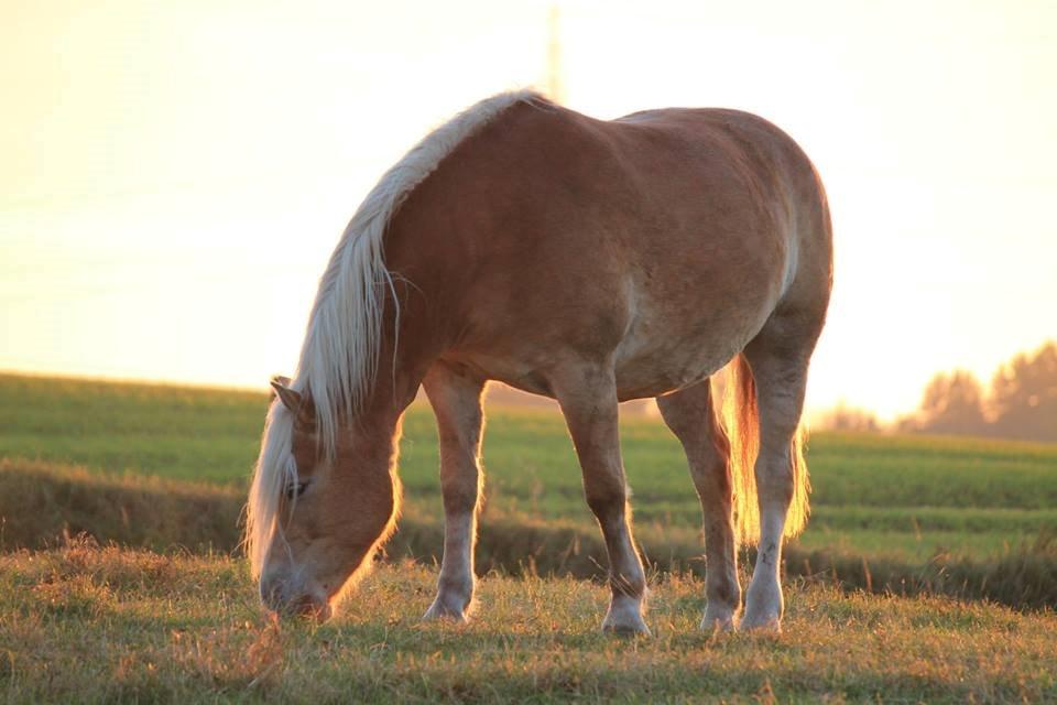 Haflinger Nicoline billede 4