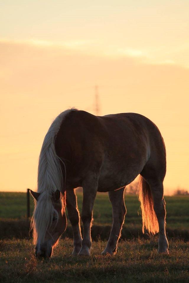 Haflinger Nicoline billede 5