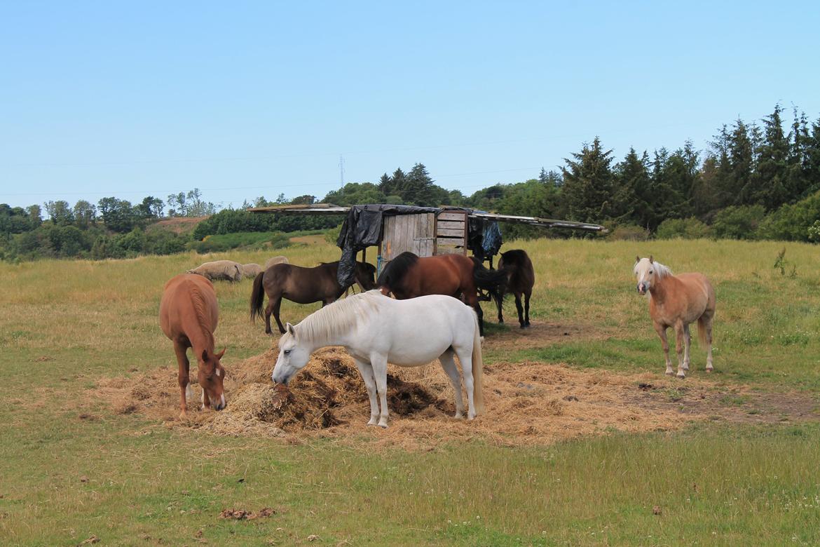 Haflinger Nicoline billede 6