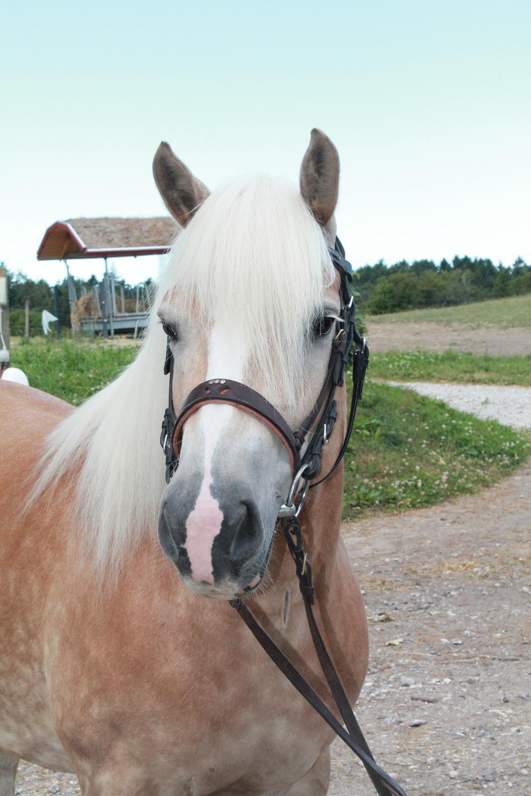 Haflinger Nicoline billede 8