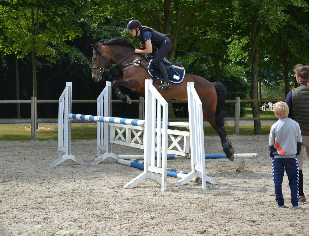 Welsh Cob (sec D) Fronerthig Mary Jane!<3 $$$ - Træningslejr hos Sivebækgaard - Thomas Sandgaard 2014 <3 billede 2