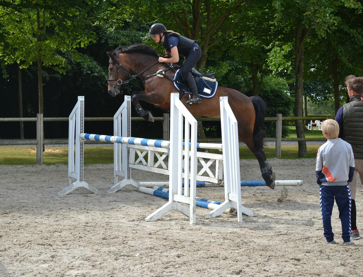 Welsh Cob (sec D) Fronerthig Mary Jane!<3 $$$ - Træningslejr hos Sivebækgaard - Thomas Sandgaard 2014 <3 billede 2