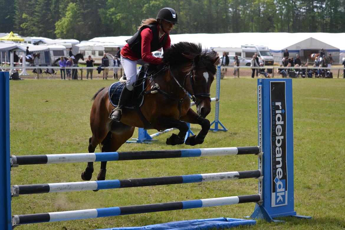 Welsh Cob (sec D) Fronerthig Mary Jane!<3 $$$ - Morsø 2014 <3 Hjemvendt med 2x2.pladser og et fantastisk minde! <3 billede 10