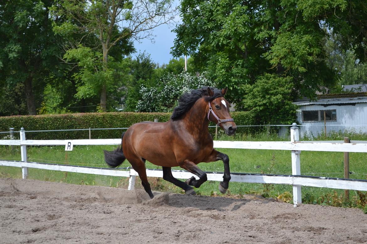 Welsh Cob (sec D) Fronerthig Mary Jane!<3 $$$ - Elsker elsker elsker den pony! <3 billede 15