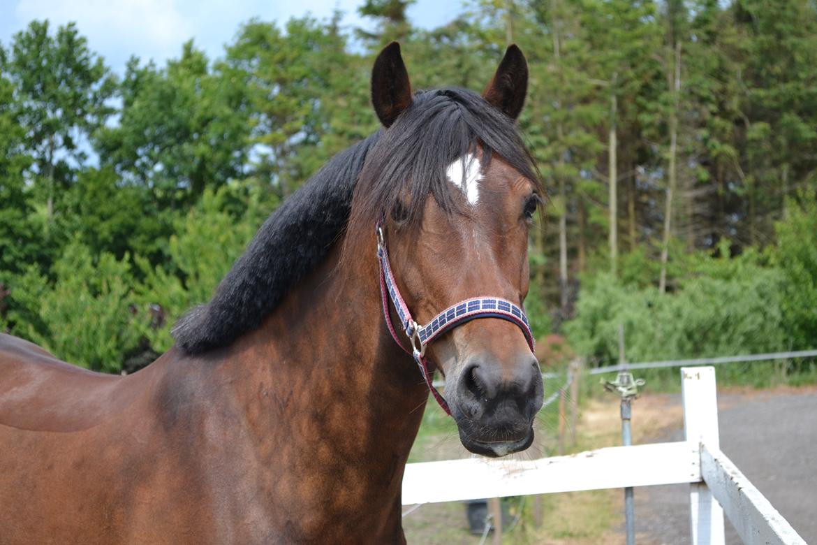 Welsh Cob (sec D) Fronerthig Mary Jane!<3 $$$ - Smukke pony! <3 billede 3