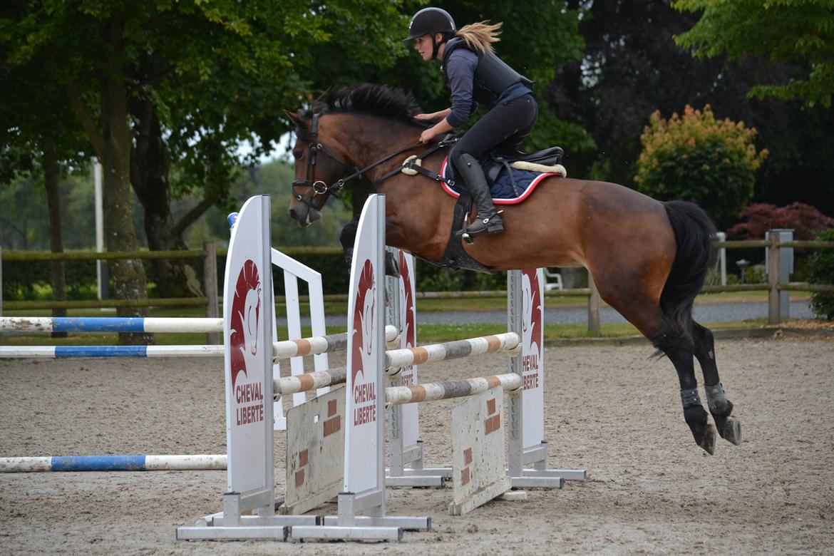 Welsh Cob (sec D) Fronerthig Mary Jane!<3 $$$ - Træningslejr hos Sivebækgaard - Thomas Sandgaard 2014! <3 Fantastisk minde! billede 11
