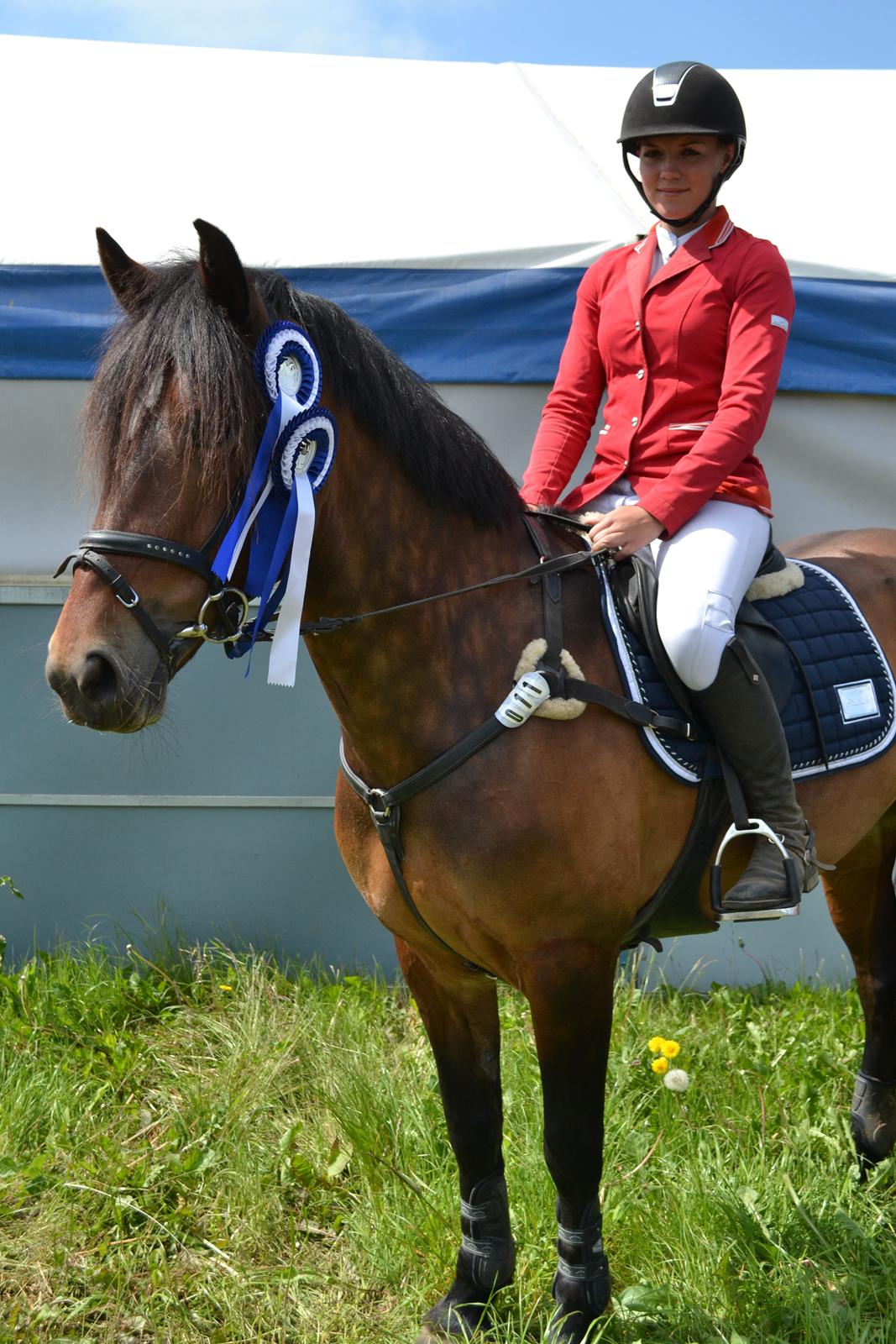 Welsh Cob (sec D) Fronerthig Mary Jane!<3 $$$ - Morsø 2014! <3 2x2.pladser!! billede 9