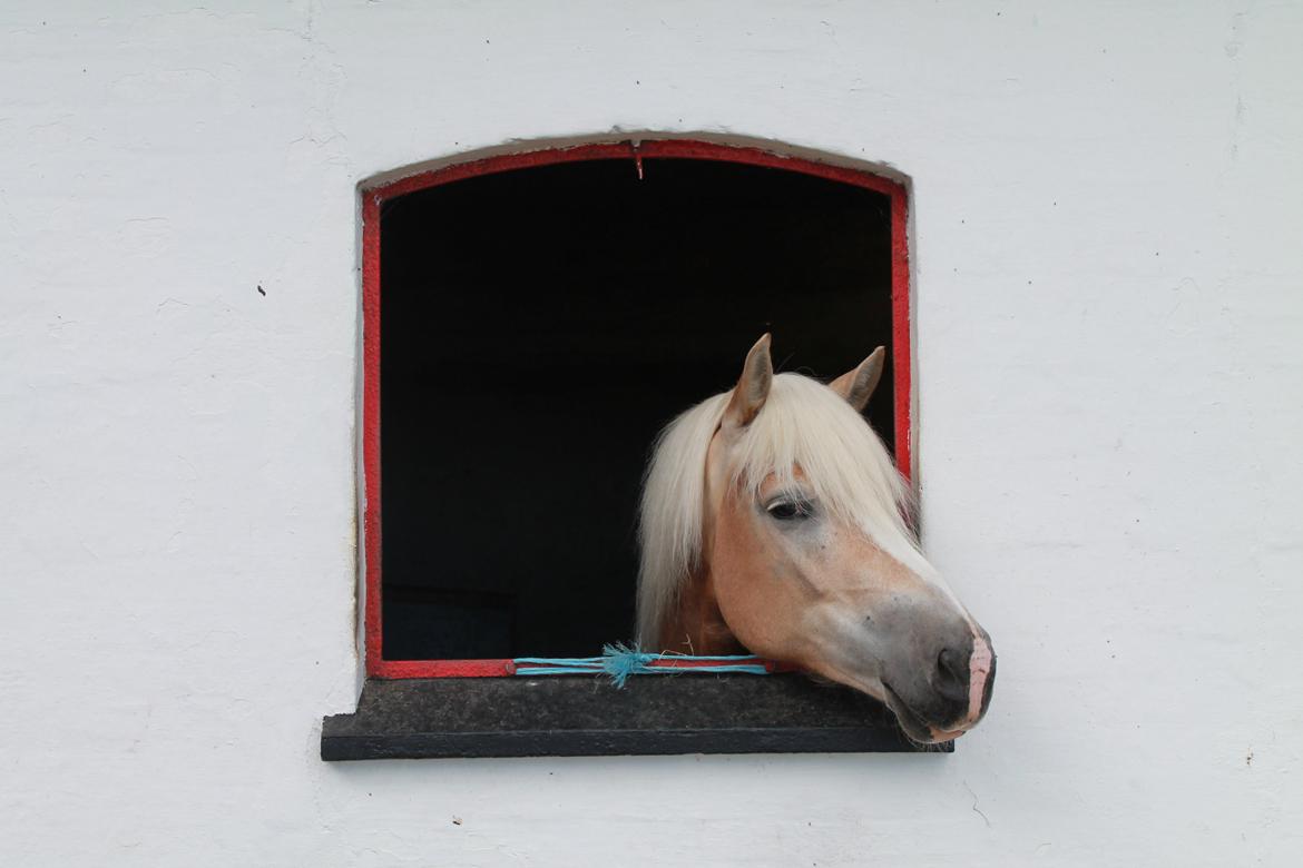 Haflinger Nicoline billede 9