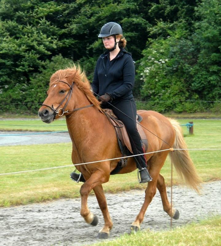 Islænder Kongur Fra Kongemosen - tølt til stævne billede 9