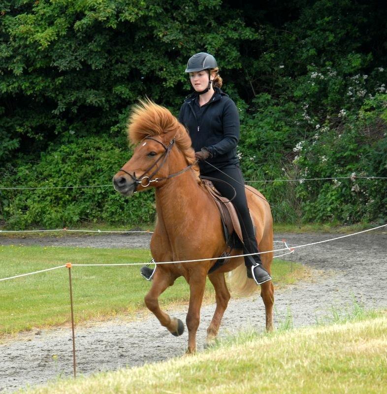 Islænder Kongur Fra Kongemosen - tølt til stævne billede 11