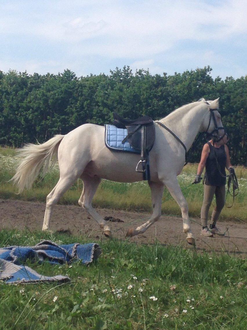 Welsh Pony (sec B) Aastrupgaards Aayan - Aayan i longe før han skulle ha rytter på:) billede 13