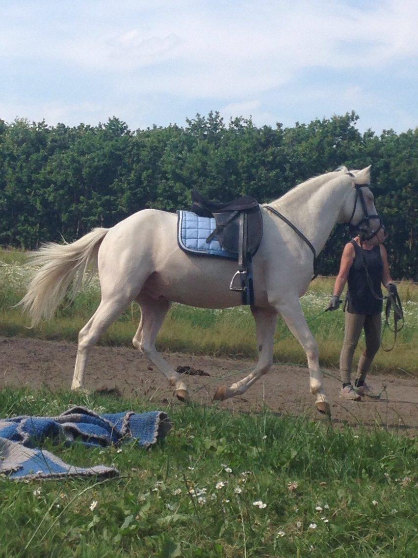 Welsh Pony (sec B) Aastrupgaards Aayan - Aayan i longe før han skulle ha rytter på:) billede 13