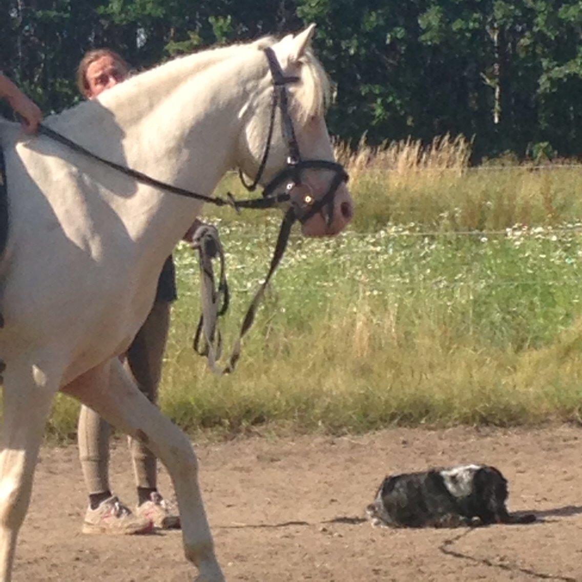 Welsh Pony (sec B) Aastrupgaards Aayan - Han gør virkelig fremskridt i ridningen #NEVERSAYNEVER billede 16