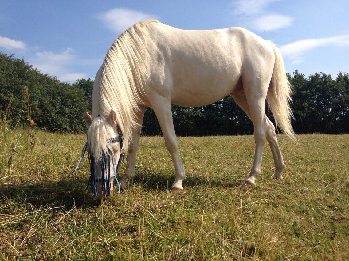 Welsh Pony (sec B) Aastrupgaards Aayan - Velkommen til min dejlige dreng Aayan<3 billede 1