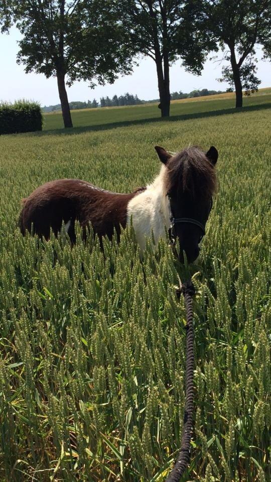 Shetlænder Izmo billede 1