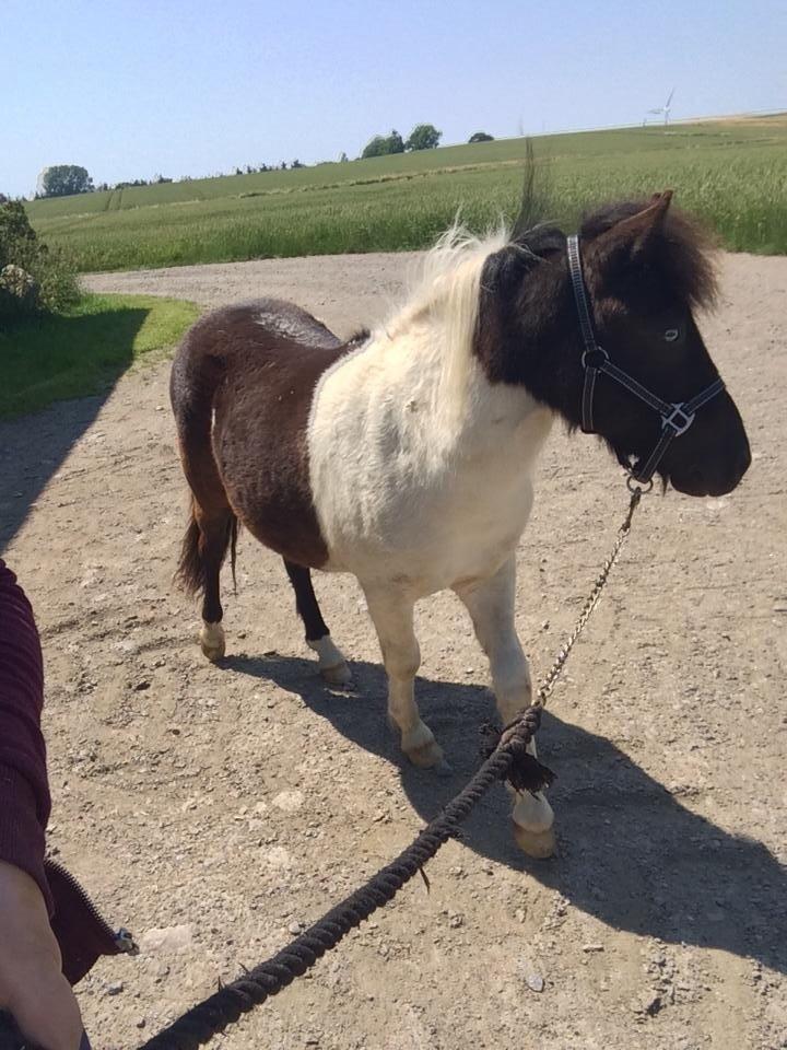 Shetlænder Izmo billede 2