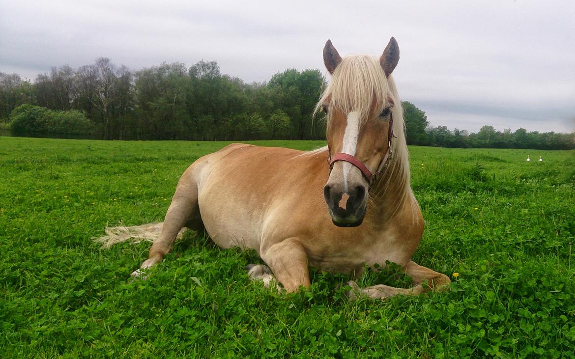 Haflinger Hjerte a.k.a. Trille (Himmelhest) billede 5