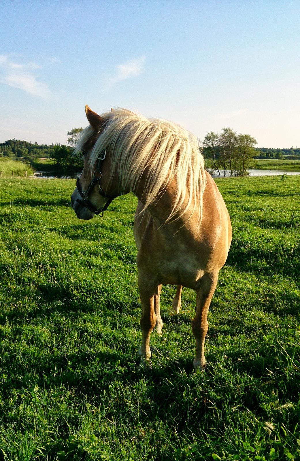 Haflinger Hjerte a.k.a. Trille (Himmelhest) billede 3