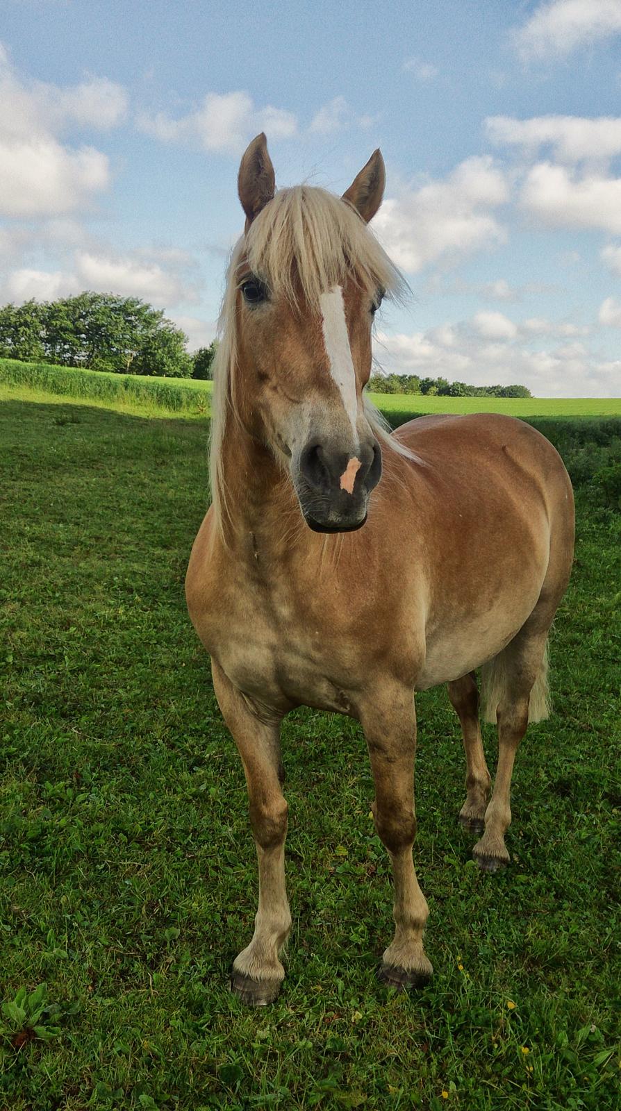 Haflinger Hjerte a.k.a. Trille (Himmelhest) billede 11