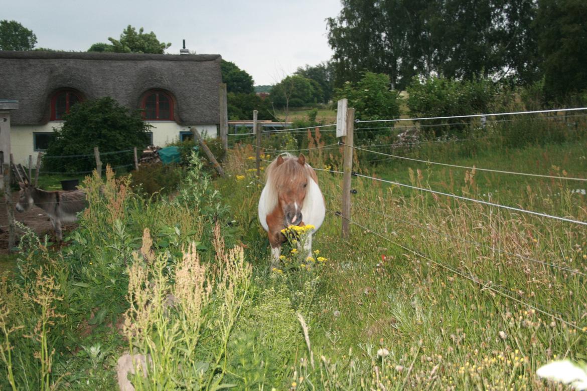 Shetlænder Billyboy. <3 [Boysen] - Øv nu har hun billede 4