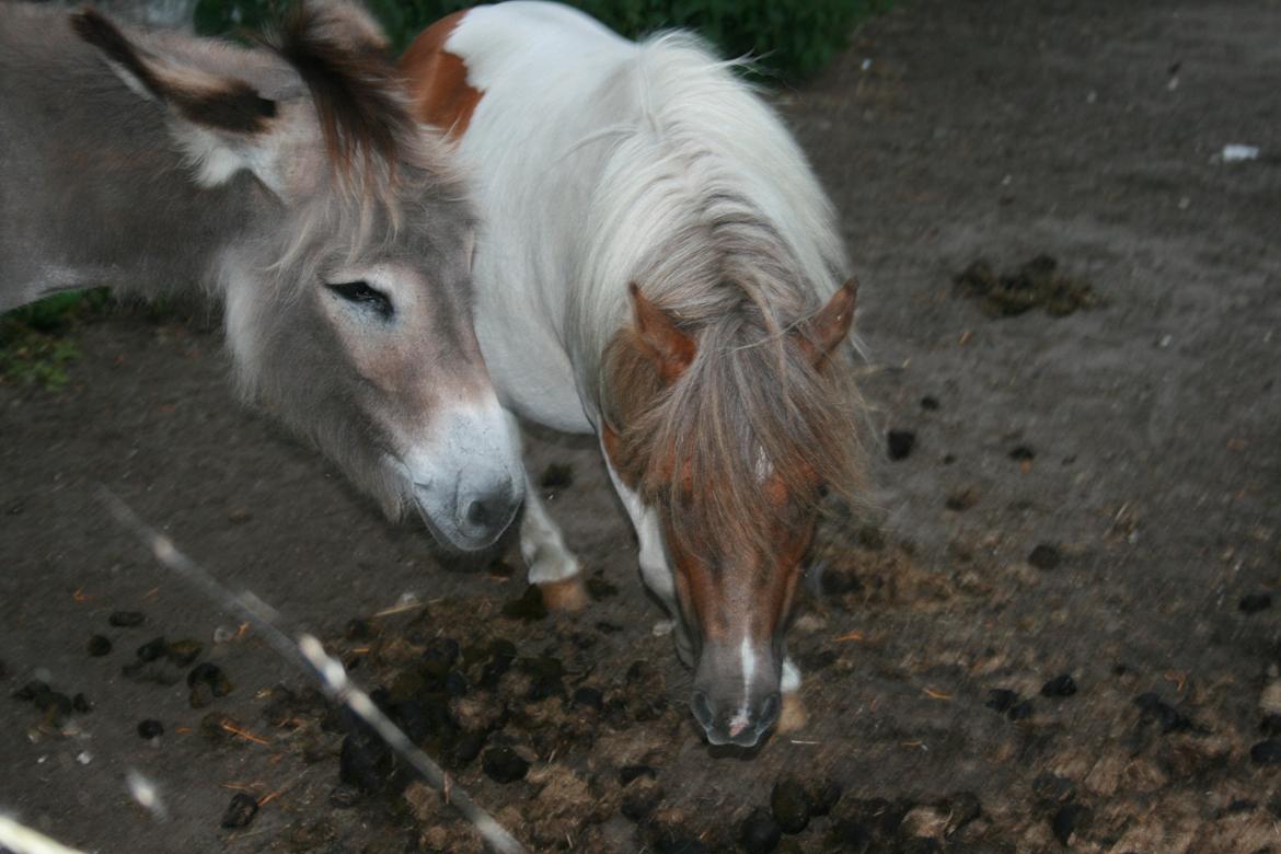 Shetlænder Billyboy. <3 [Boysen] - Gå væk Tobber. billede 7