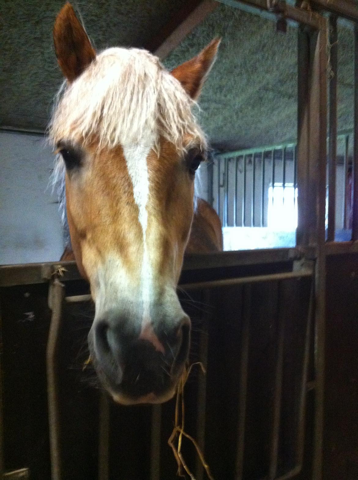 Haflinger Lille Jhon billede 3